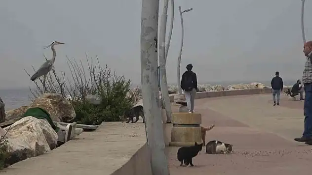 Kent merkezinde gri balıkçıl şaşkınlığı