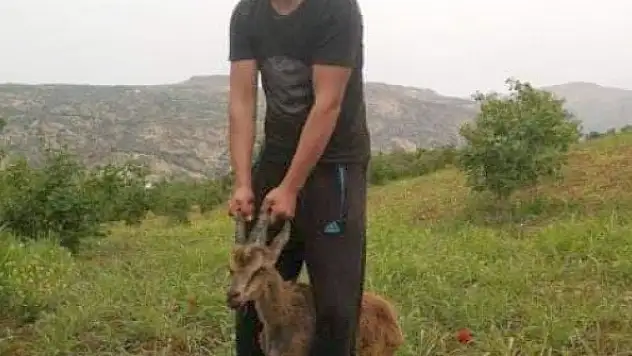 Ayağı kırılan yavru dağ keçisi tedavi altına alındı
