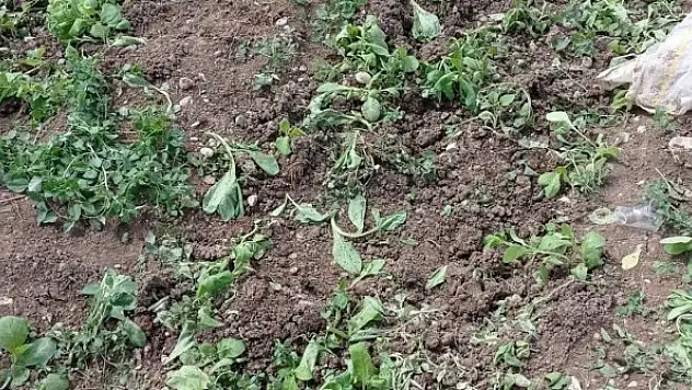 Yaban domuzları ekinlere zarar verdi