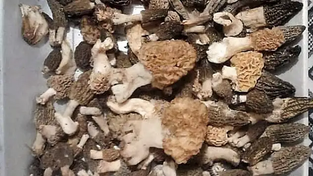 Kuzugöbeği avcıları bayramda iş başında