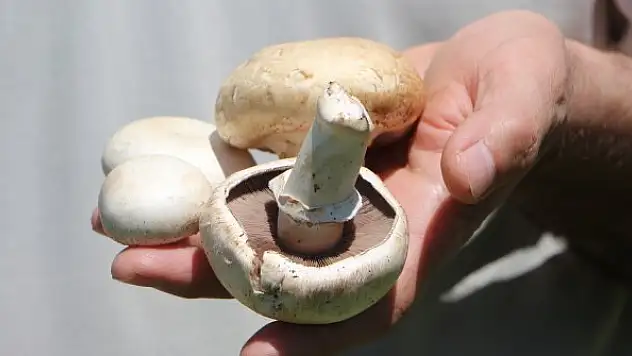 'Zehirli mantarı ayırt etmek zor, uzak durulmalı'