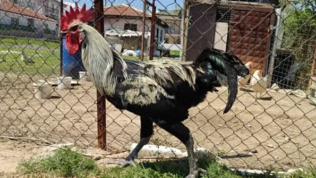 Bayılan horozun akrabaları ilgi odağı oldu