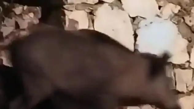 Antalya'da evin bahçesine giren domuz ev sahibini neye uğradığını şaşırttı
