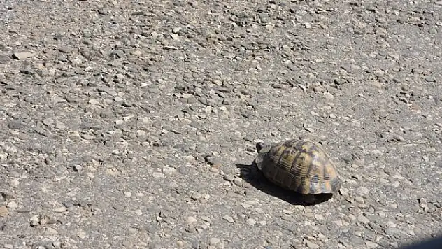 Kaplumbağalar kış uykusundan uyandı