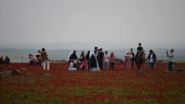 Gelincik tarlaları doğal fotoğraf stüdyosuna dönüştü