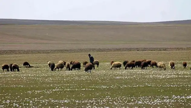 Yaylalar koyun sürüleriyle renklendi