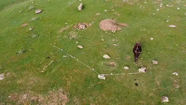 Yaylada mahsur kalan ineği, dron çekimi yapan iki arkadaş kurtardı