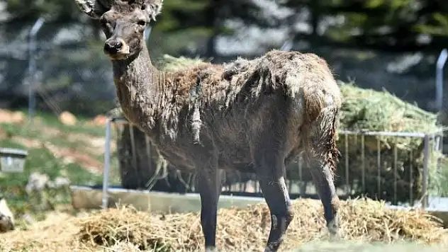 Kızıl geyiklerin yeni yuvası Spil Dağı