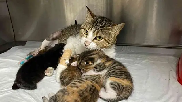 Yeni doğum yapan kedinin ayağına tuğla düştü, yavrularıyla birlikte ameliyata alındı