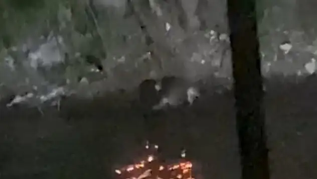 Nesli tükenmekte olan su samurları görüntülendi