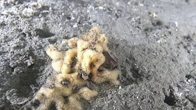 Müsilajdan sevindirici haber