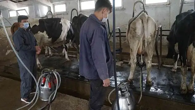 Türkiye'de 2021'de 23 milyon 200 bin 306 ton ton çiğ süt üretildi