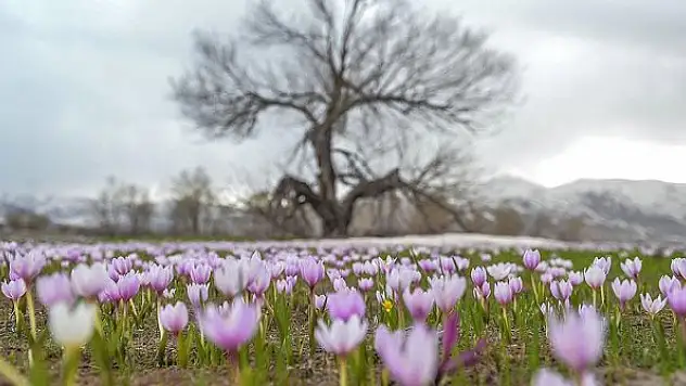 Ovacık dağlarında kış, ovalarında bahar güzelliği yaşanıyor
