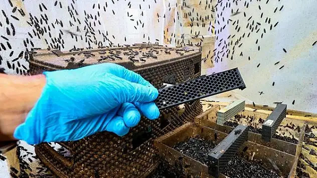 Türk bilim insanı 'sinekten' kozmetik hammaddesi üretti