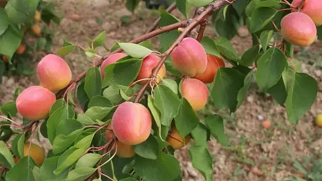 Sofralık kayısı hasadı başladı