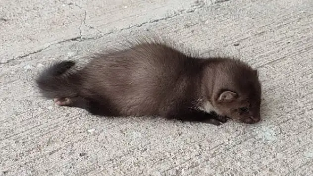 Havalimanında bulunan yavru sansar tedavi altına alındı