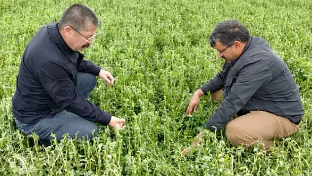 Karapınar'da dolu yağışından zarar gören ekili alanlarda inceleme yapıldı