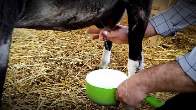 Yılda 2,5 ay sağım yapıyor taleplere yetişemiyor