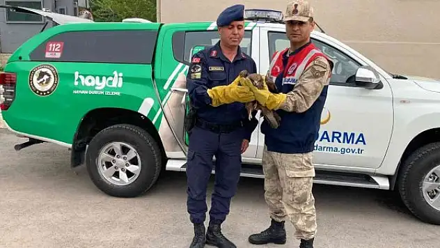 Jandarmadan kızıl şahine şefkat eli