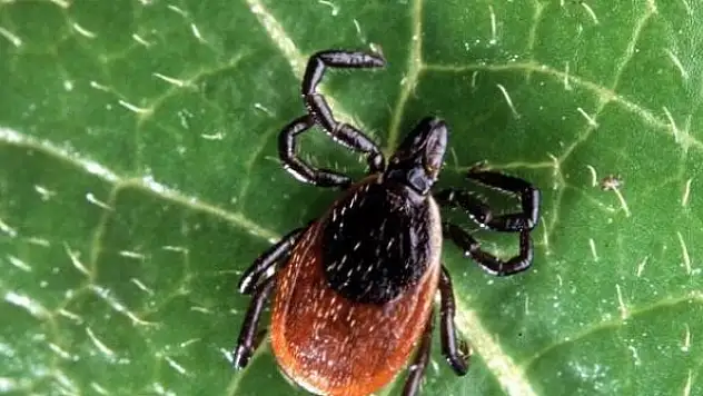 Bu belirtiler varsa dikkat: Uzmanlar kenelere karşı uyardı