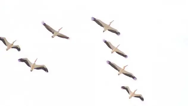 Onlarca leylek gökyüzünü renklendirdi