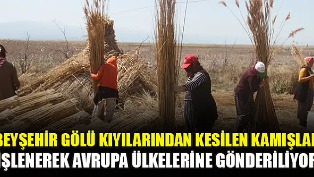 Beyşehir Gölü kıyılarından kesilen kamışlar işlenerek Avrupa ülkelerine gönderiliyor