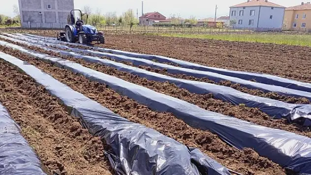 Samsun'da çilek üretimi yaygınlaşıyor