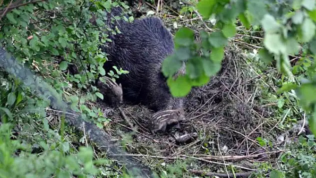 Yabani domuz ve yavrularına köylüler sahip çıktı