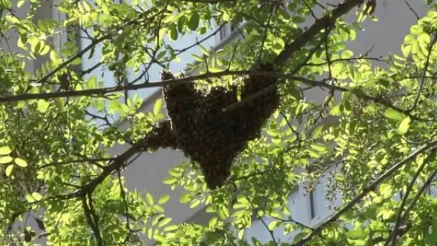 Cadde ortasındaki arılar oğul verdi