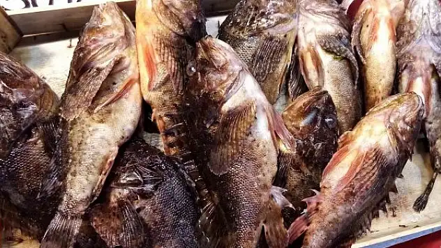 'Çirkin Kral' kilosu 60 liradan satıldı