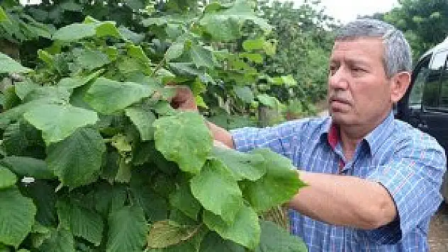 'Fındık fiyatını üretici belirleyecek'