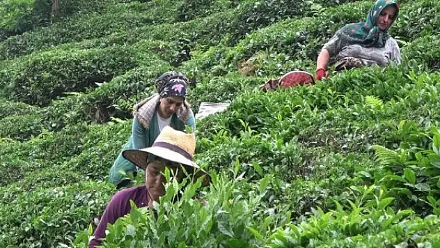 Çay müstahsilleri yaş çay sezonu için gün saymaya başladı