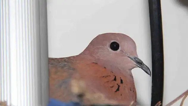 Kumru yuvasını öyle bir yere yaptı ki görenler hayrete düşüyor