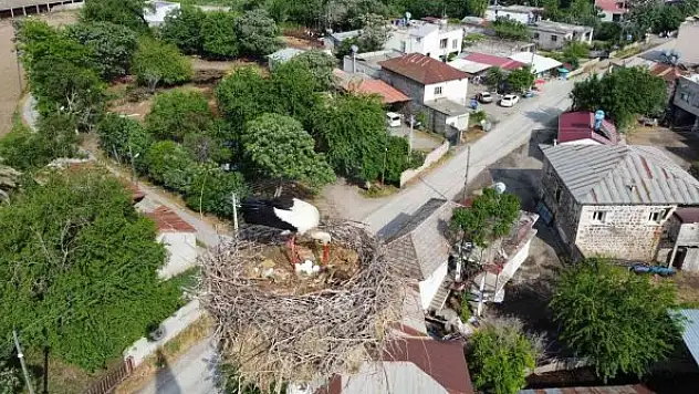 45 yıldır aynı caminin minaresine yuva yapıyorlar