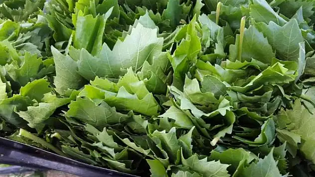 Meyvesinden önce yaprağı gelir kapısı oldu