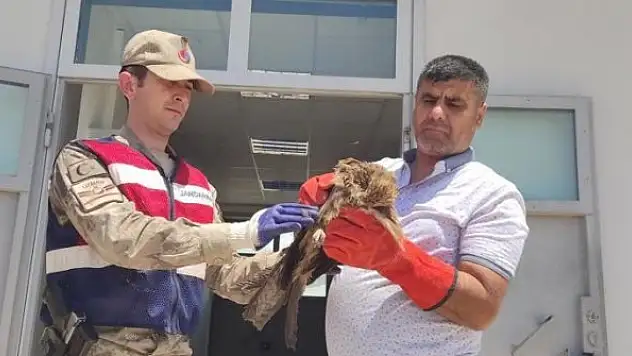 Yaralı şahin koruma altına alındı