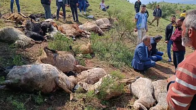 Merada otlayan sürünün üzerine yıldırım düştü 53 küçükbaş hayvan öldü