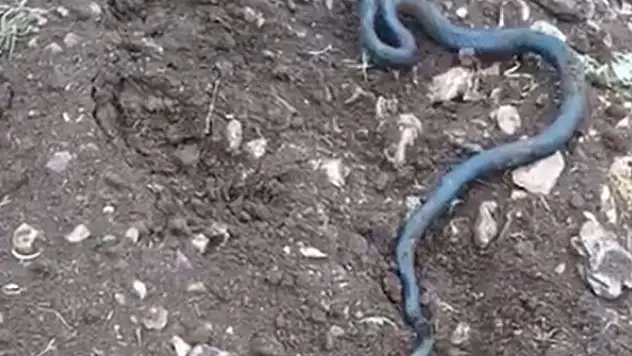 Arazi genişletirken kayaların altında 2 metrelik yılanlar çıktı