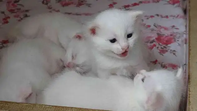 Yılın en güzel Van kedisinin sevimli yavruları