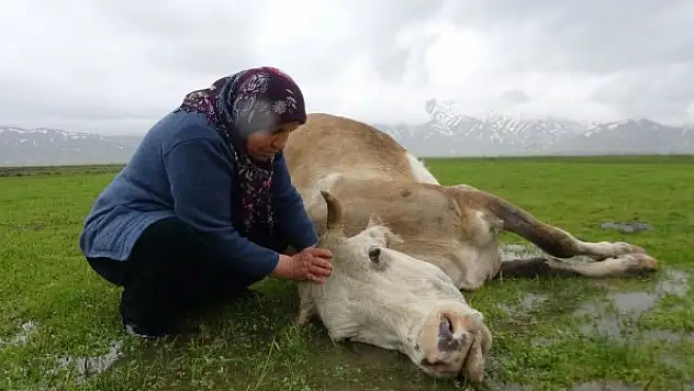 Tek geçim kaynağı ineği öldü, büyük üzüntü yaşadı