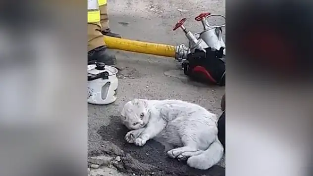 Yanan bir apartmanda bulunan kedi, hayata böyle döndürüldü