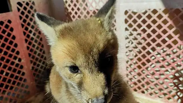 Ayağından yaralı halde bulunan tilki tedavi altına alındı