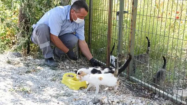 Çorum'da sahipsiz hayvanları koruma birliği kuruluyor