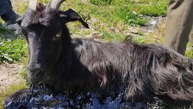 Zifte saplanan keçiyi itfaiye ekipleri kurtardı