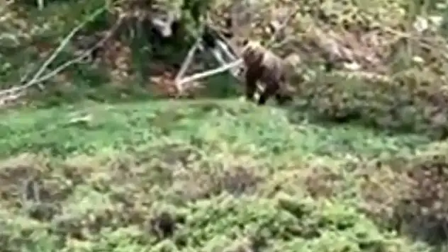 Ormanda karşılaştığı ayıları kaçırmaya bir sözü yetti