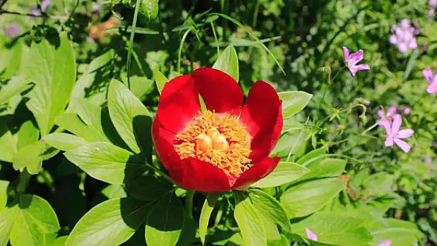 Şakayık çiçeğini koparmanın cezası 110 bin TL