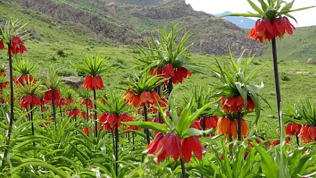 Ters laleler görenleri mest ediyor