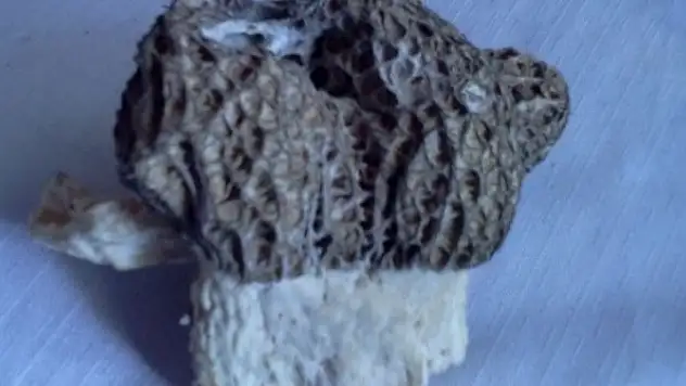 Herkes dağda ararken o bahçesinde buldu