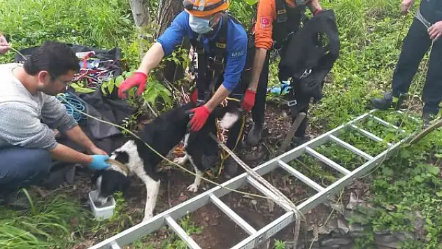 8 metre derinlikteki su kuyusuna düşen köpekler kurtarıldı