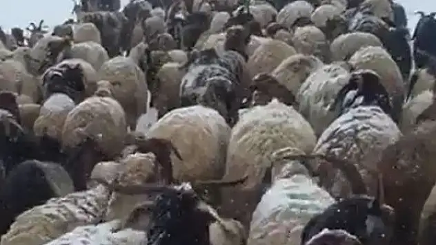 Mayıs ayında kar altında yayla yolculuğu